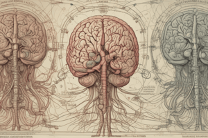 Central Nervous System Overview