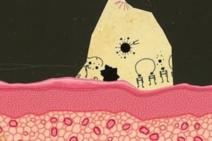 Epidermis: Squamous Cell Layer Overview