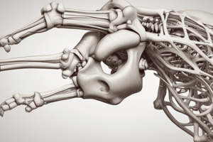 Elbow Joint and Forearm Anatomy