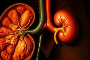 Urinary System Overview