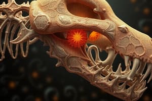 Microscopic Structure and Ossification of Bone