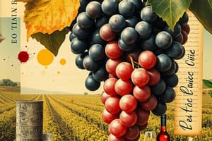 Wine Production and Characteristics