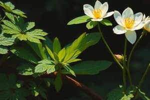 Biologie des Plantes et Photosynthèse