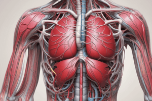 Ninja Nerd - Circulatory System | Arteries of the Thorax & Abdomen | Torso Anatomy Model