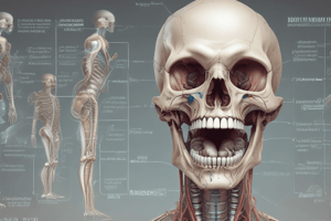 Anatomia Dental