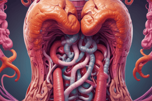 Anatomy of Duodenum and Small Intestine