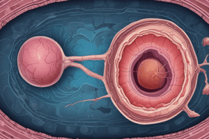 Urology Quiz: Kidney Anatomy and RCC