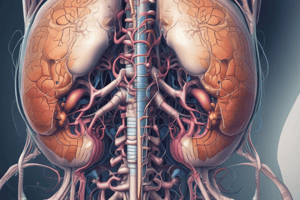 Human Excretory System