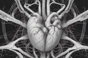 Anatomy of the Middle Mediastinum