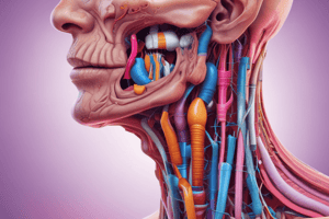 Anatomy of Pharynx and Esophagus Quiz