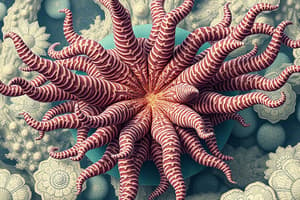 Bio 182L Quiz 9: Echinodermata