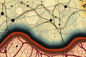 Functions of Basal Laminae in Epithelial Tissue