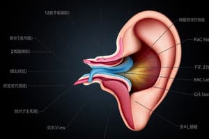 Auditory System: L19