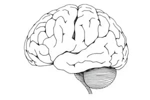 Metodi di Indagine Corticale (Fisiologia 87)