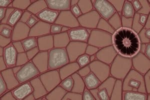 Introduction to Epithelial Tissue