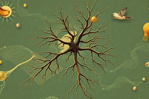 Peripheral Nervous System Quiz