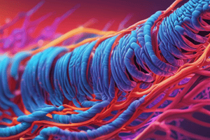 Sarcomere Structure and Sliding Interaction Quiz