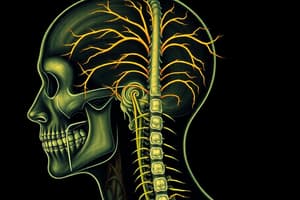 Cranial and Spinal Nerves Overview