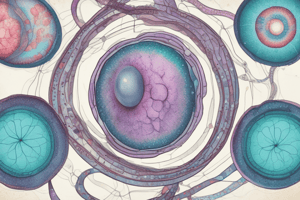 Mitosis Stages