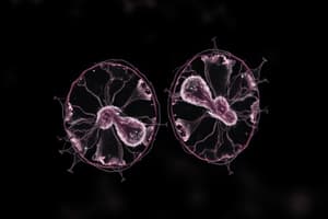 Mitosis vs Meiosis: Key Differences