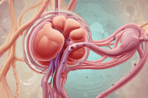 Renal System Processes Overview