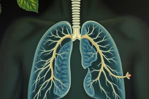 The Respiratory System Overview