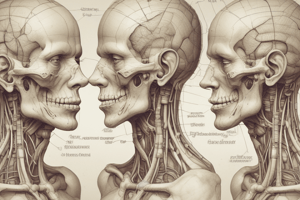 Cranial Nerves and Ligaments Anatomy Quiz