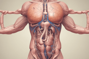 Male Reproductive System Quiz made from notes