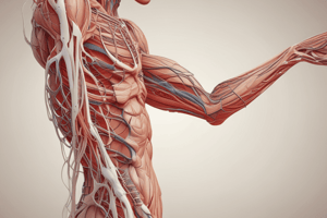 Ninja Nerd - Circulatory System | Arteries & Veins of the Upper Limb | Vascular Arm Model