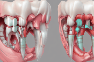 Tooth Development