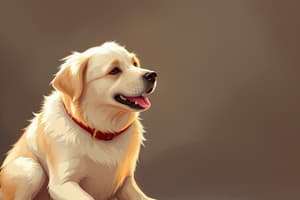 Dog Training Basics and Cues