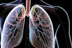 Overview of the Respiratory System