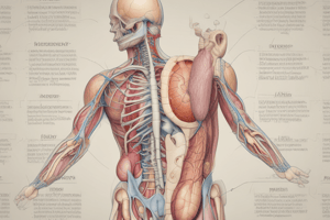 Gastrointestinal System: Inguinal Region and Hernias