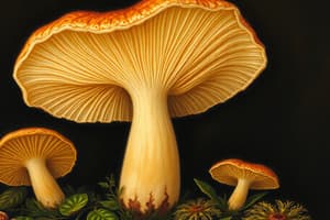 Funghi: Struttura e Riproduzione