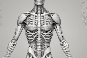 Muscular System 1.2