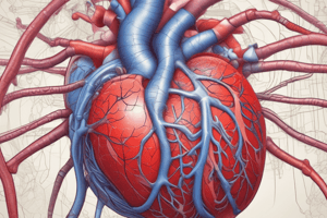 Anatomy of the Heart: Endocardium and Myocardium