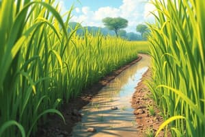 Rice Crop Fertilizer Management Quiz