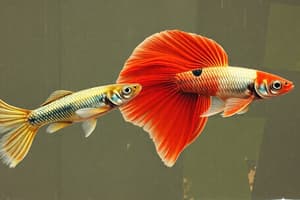 Guppy Color Variation and Selection