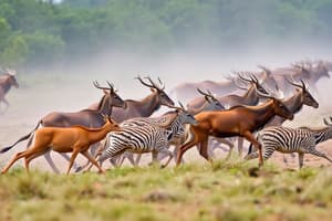 Animal Migration Quiz