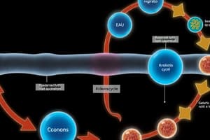 Cellular Respiration Overview