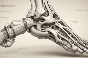 Anatomy of the Ankle and Foot