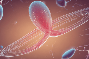 Spermatogenesis and Sperm Morphology Quiz