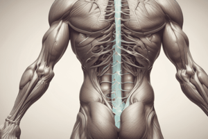 Physiology LE 1: Muscle Physiology II