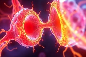 Cell-Cell Junctions Overview