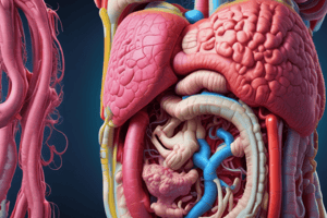 Digestive System Overview