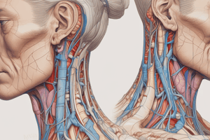 Anatomy of the Neck