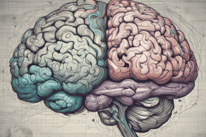 Brain Functions and Hemispheres Quiz