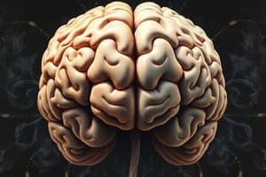 Latéralisation et Plasticité du Cerveau