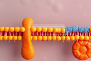 Transmembrane Transport of Molecules