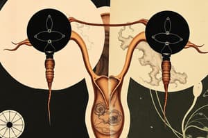 Reproductive System Functions and Meiosis